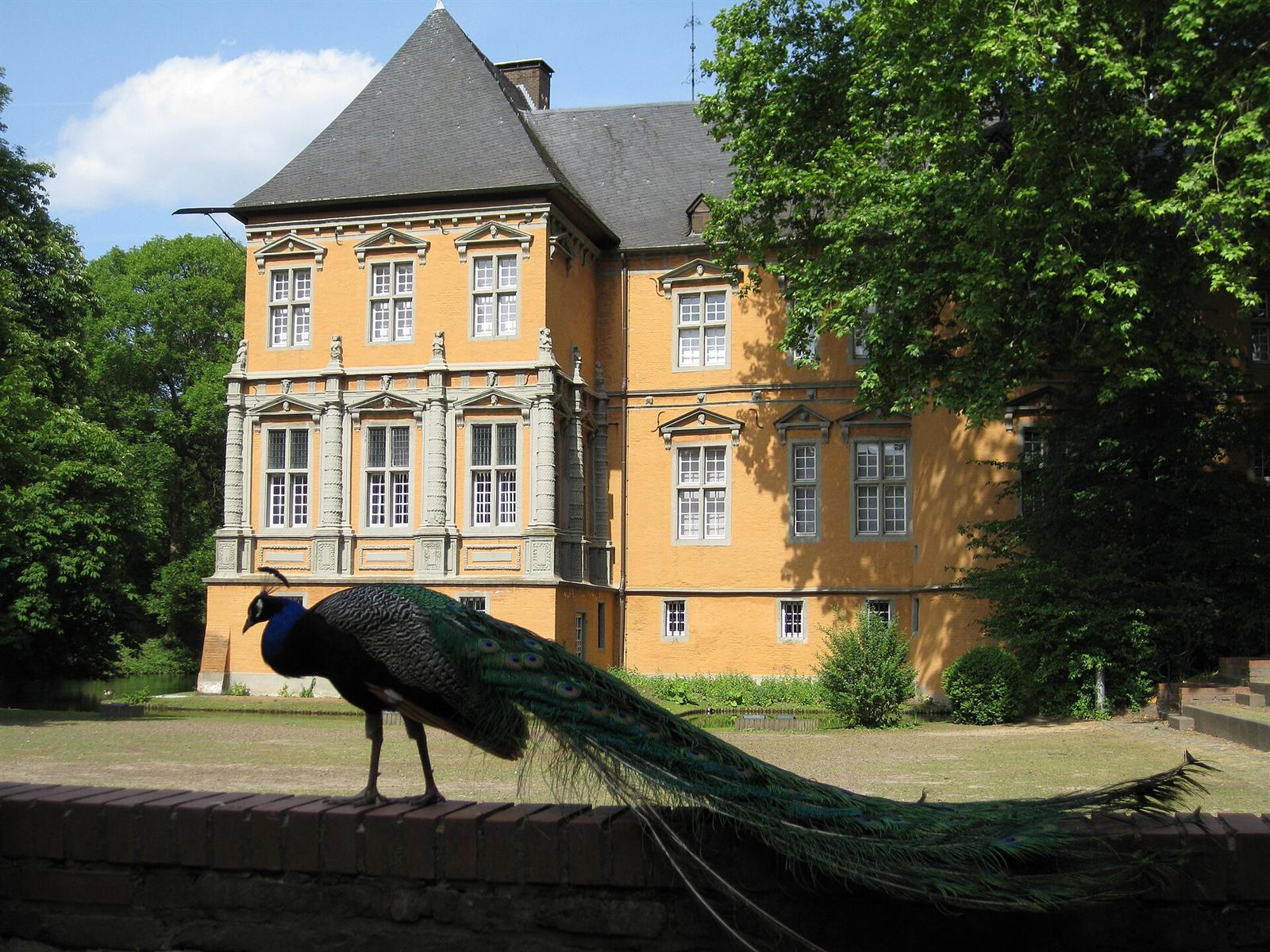 Pfau vor dem gelben Herrenhaus von Schloss Rheydt in Mönchengladbach