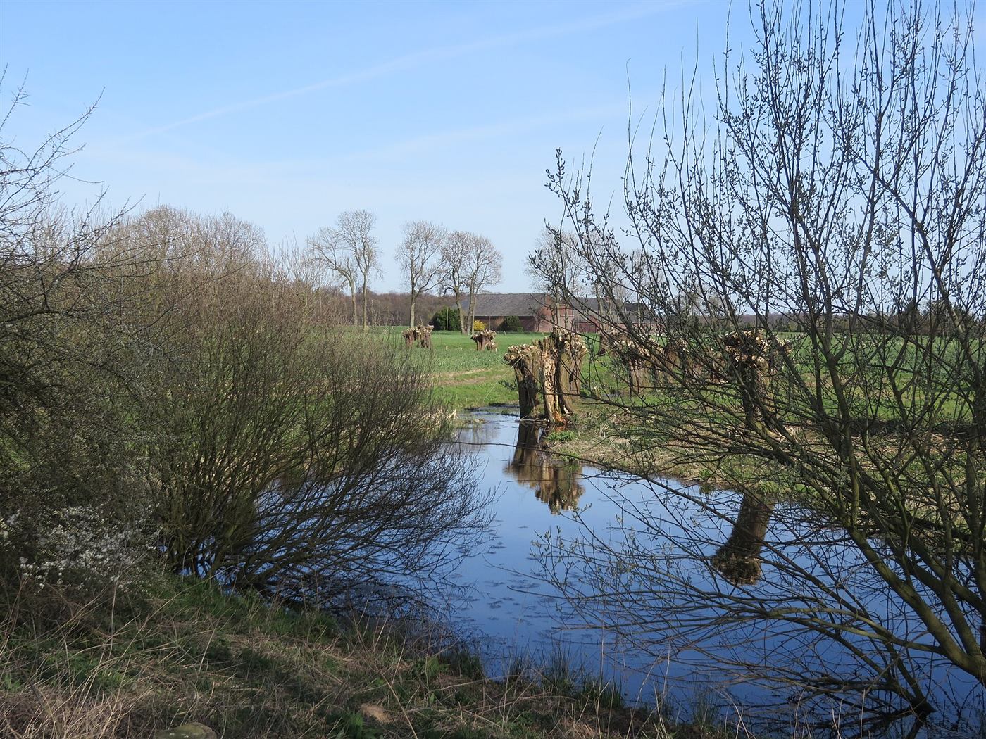 Kopfweiden an einem Wasserlauf am Niederrhein im Frühling