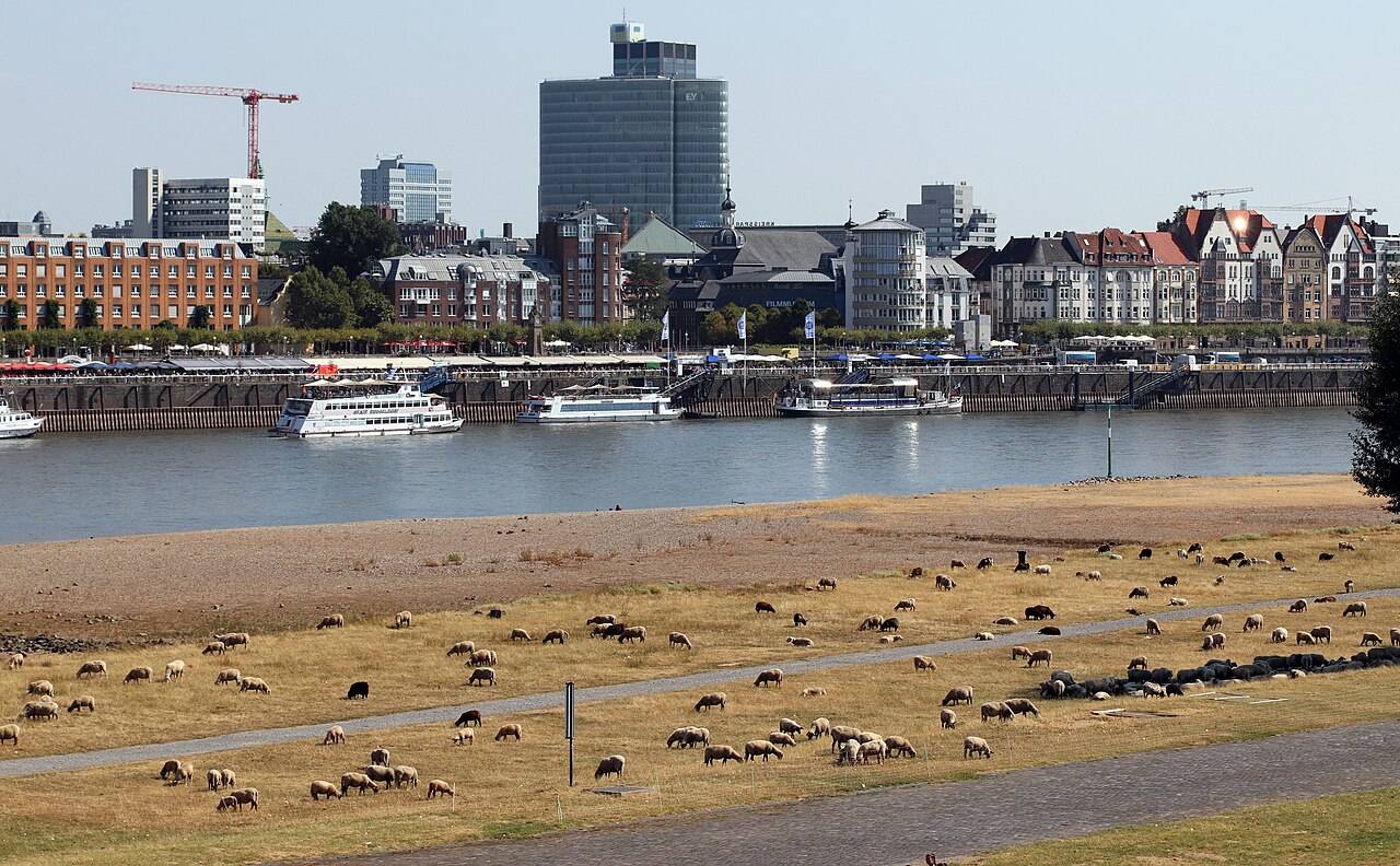Schafe auf den Rheinwiesen in Düsseldorf, dahinter der Rhein und die Stadt
